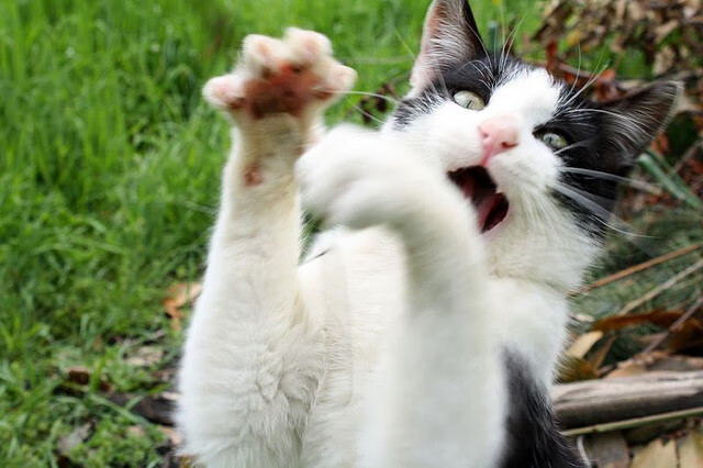 开云体育入口-快船封锁猛龙，莫兰特掌舵破冰，当质疑化作燃料，冷面杀手如何扭转乾坤？