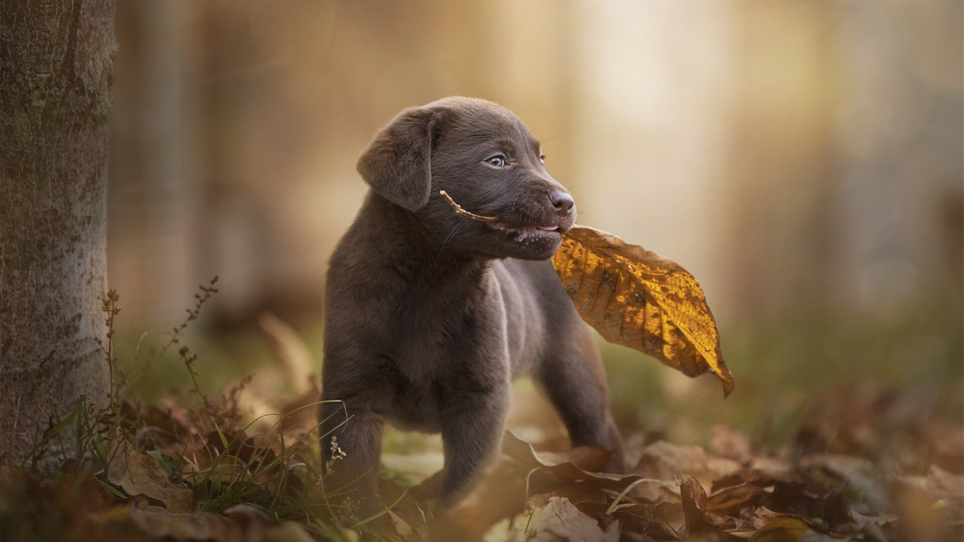 开云APP-魔术队战术制胜，范弗利特末节独揽乾坤，一场经典对决的深度解析